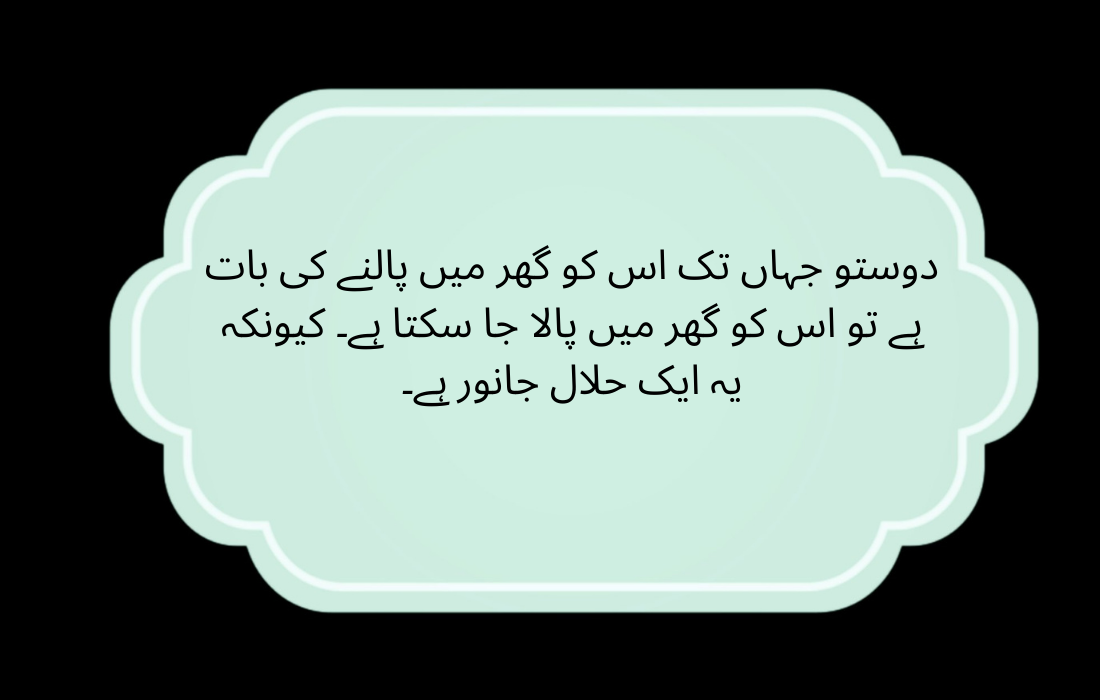 خرگوش کا گوشت